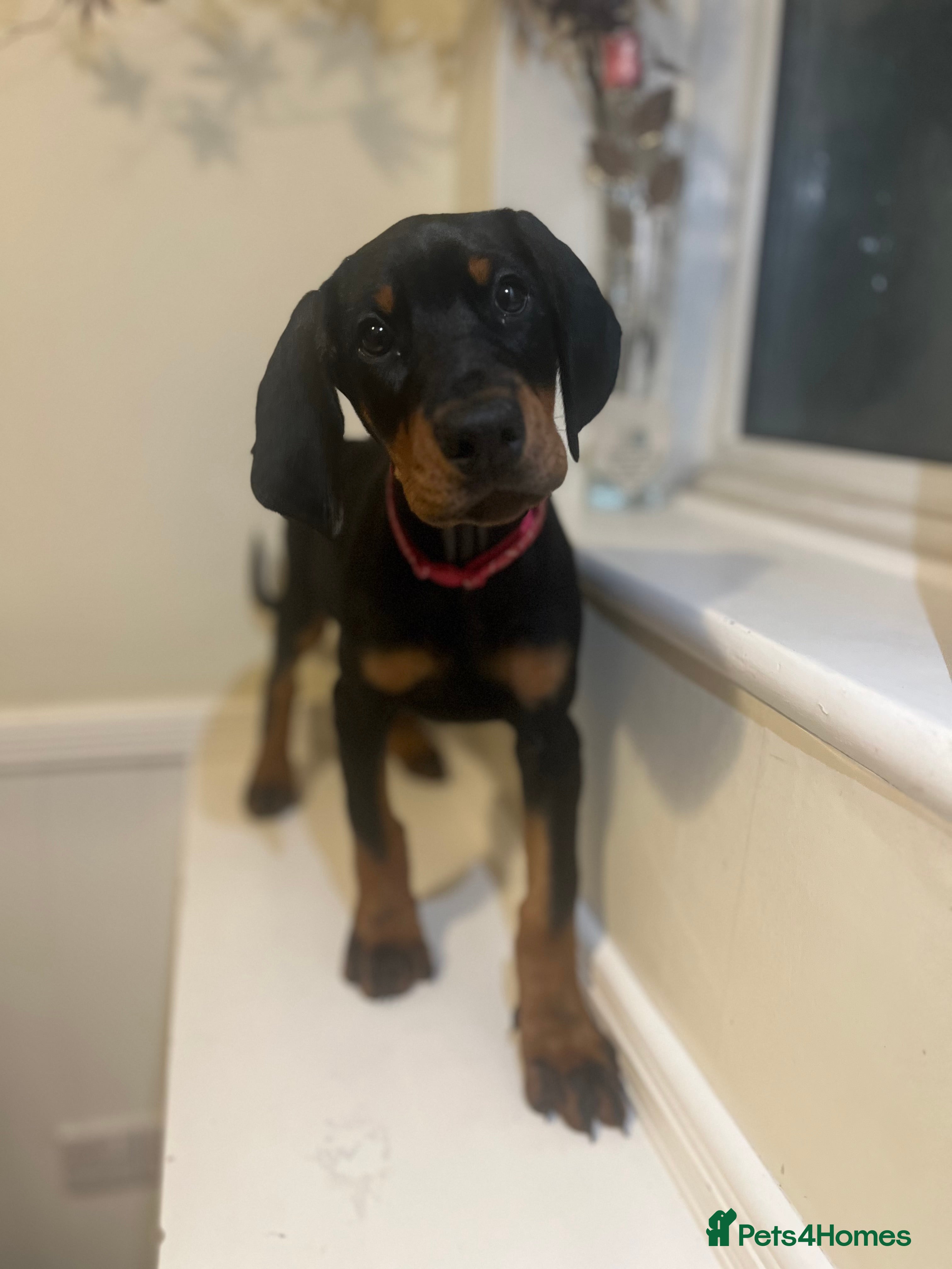 Dobermann dogs 🏆Supreme Dobermanns - Where Excellence Begins 🏆 - Advert 1