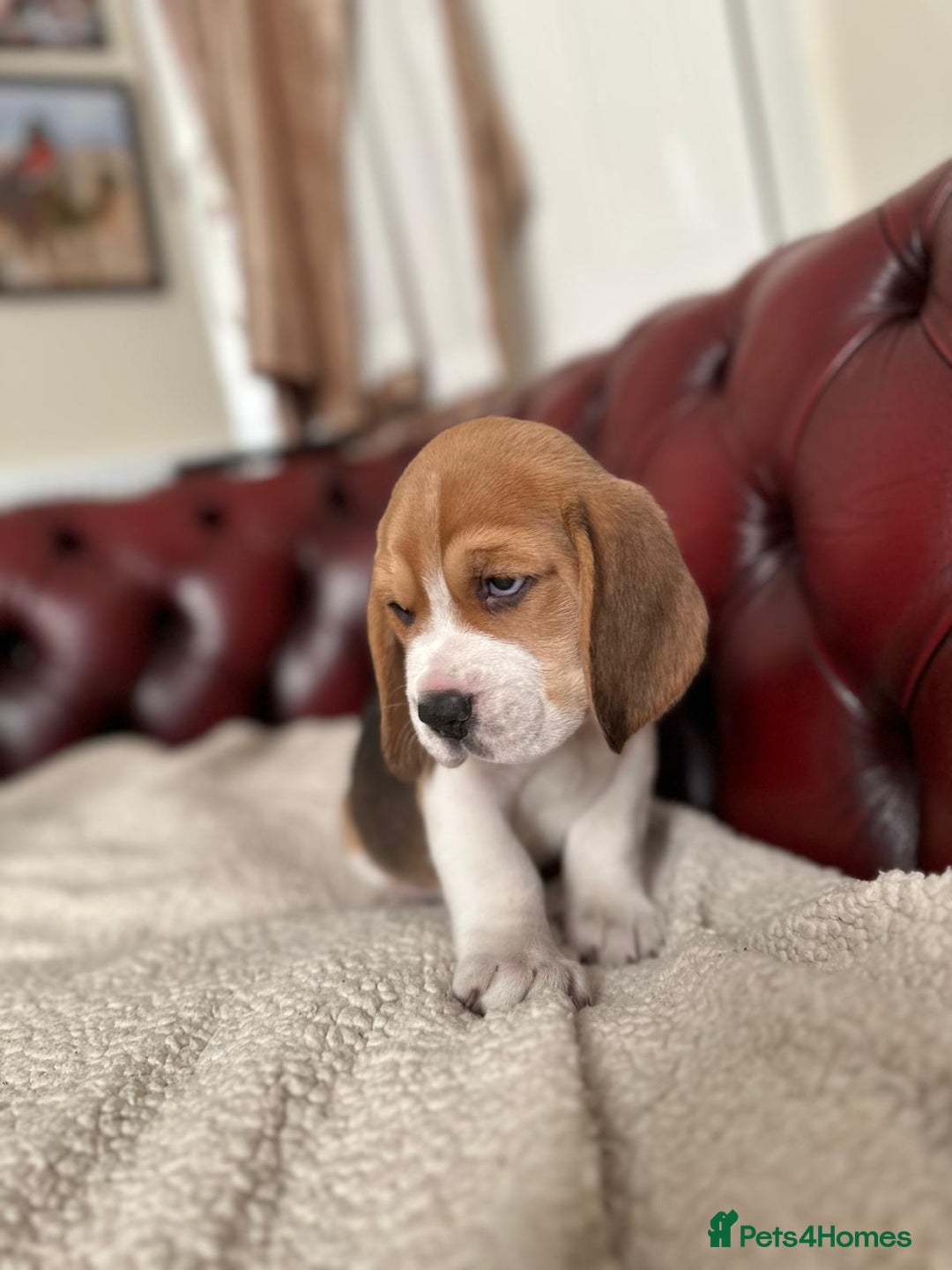 Beagle dogs for sale: Beagle Puppies - Image 23