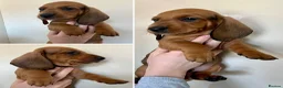 Dachshund dogs for sale: Standard Smooth Coat Dachshunds in Diss - Advert 10