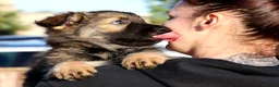 German Shepherd dogs for sale: German shepherd puppies working line - Advert 4