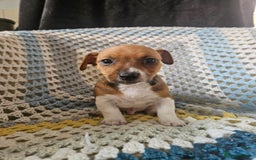 Jack Russell dogs for sale: Minature short haired Jack Russell puppys - Image 6