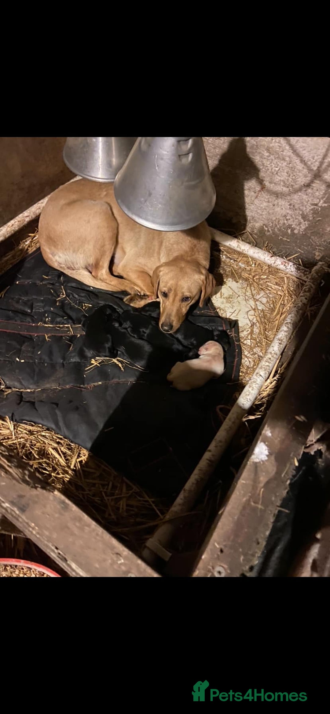 Labrador Retriever dogs for sale: 3 beautiful Labrador puppies for sale  - Advert 10