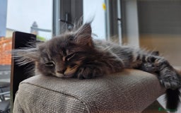 Maine Coon cats for sale: Tica Registered Maine Coon kittens  - Image 30
