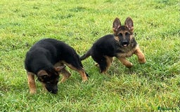 German Shepherd dogs for sale: 25 years experience breeding German Shepherds  - Image 15