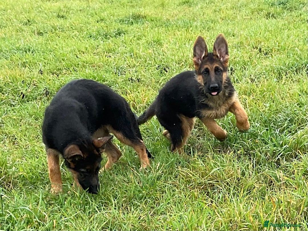 German Shepherd dogs for sale: 25 years experience breeding German Shepherds  - Image 15
