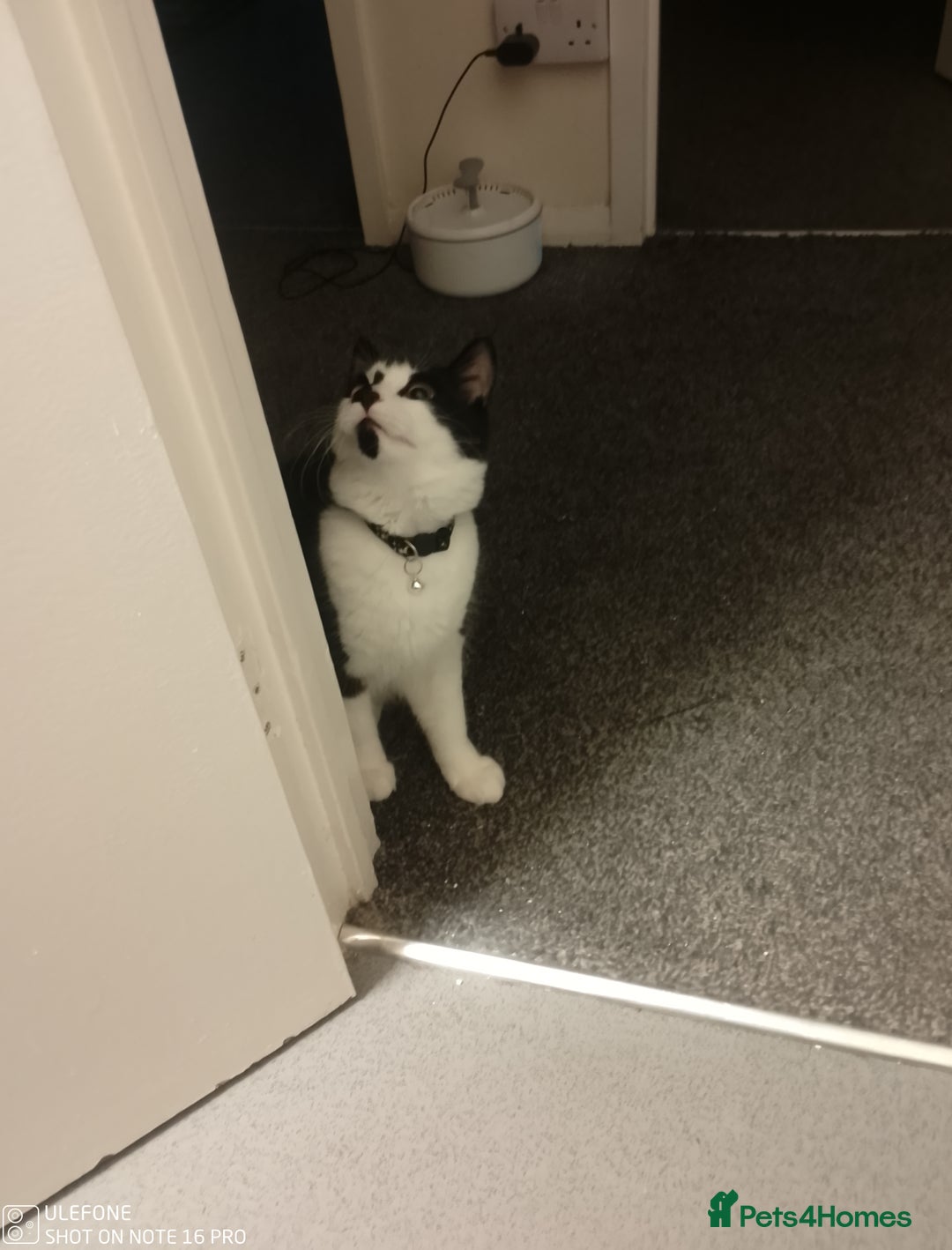 British Longhair cats for sale: Maximus  - Image 2