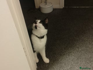 British Longhair cats Maximus - Advert 7