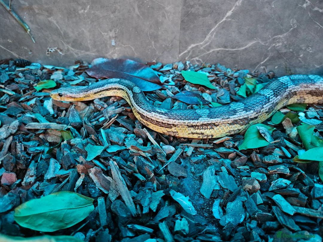 Corn Snake reptiles for sale: Breeding pair of corn snakes  - Advert 12