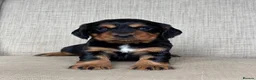 Cocker Spaniel dogs for sale: BEAUTIFUL KC COCKER SPANIEL PUPPIES  - Advert 6