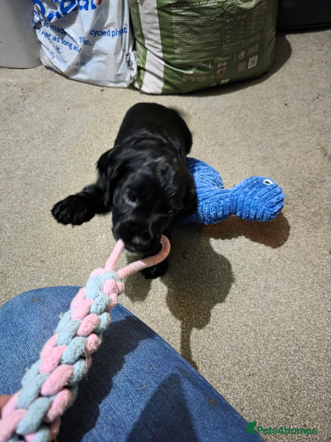 Cocker Spaniel dogs for sale: Cocker Spaniel Puppies (available for veiwing) - Advert 7