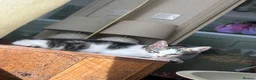 Mixed Breed cats for sale: 2 male kittens for sale  in Bexleyheath - Advert 6