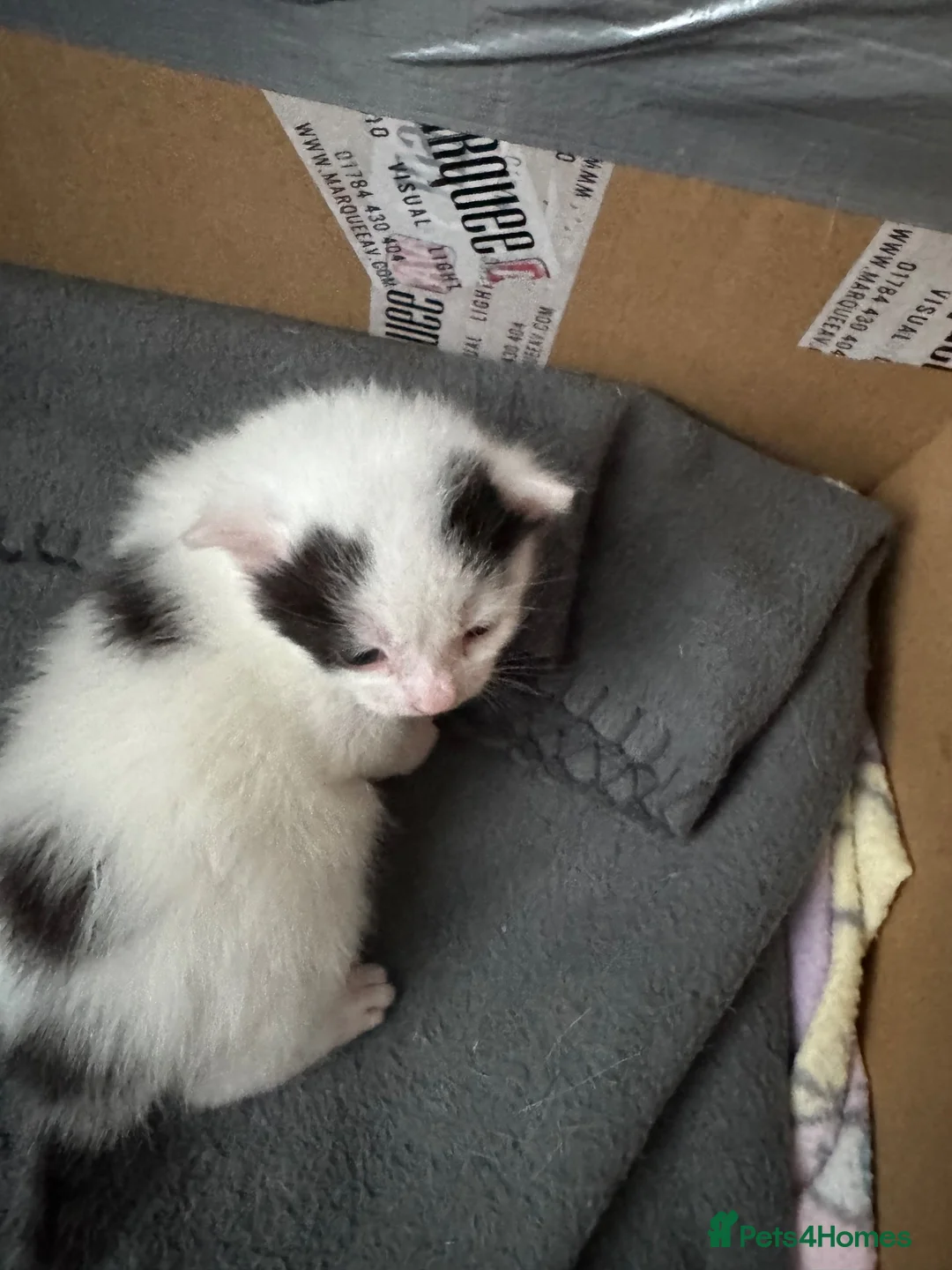 Mixed Breed cats for sale: 7 beautiful kittens - Advert 11