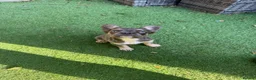 French Bulldog dogs for sale: Fluffy French bulldog puppies  - Advert 7