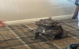 French Bulldog dogs for sale: French bulldog bitch  - Image 1