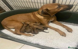 Rhodesian Ridgeback dogs for sale: KC reg Rhodesian Ridgeback puppies - Image 5