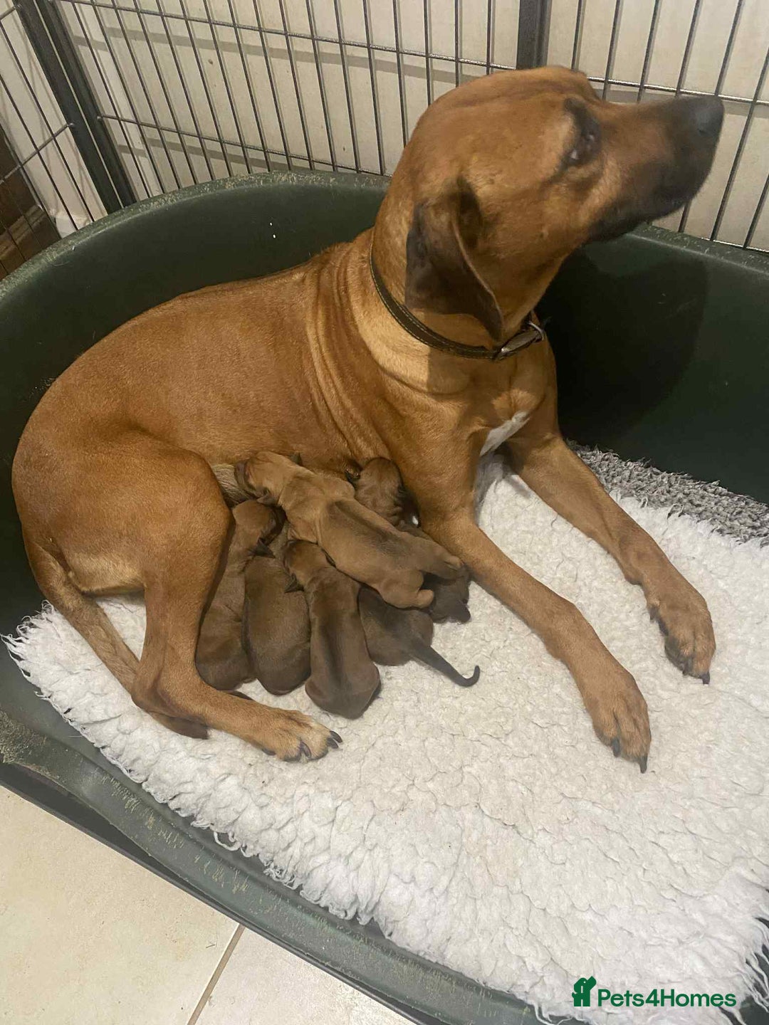 Rhodesian Ridgeback dogs for sale: KC reg Rhodesian Ridgeback puppies - Image 5