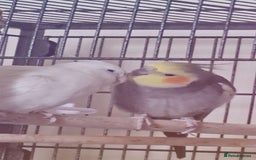 Cockatiels birds for sale: My two lovely cocktails - Image 1
