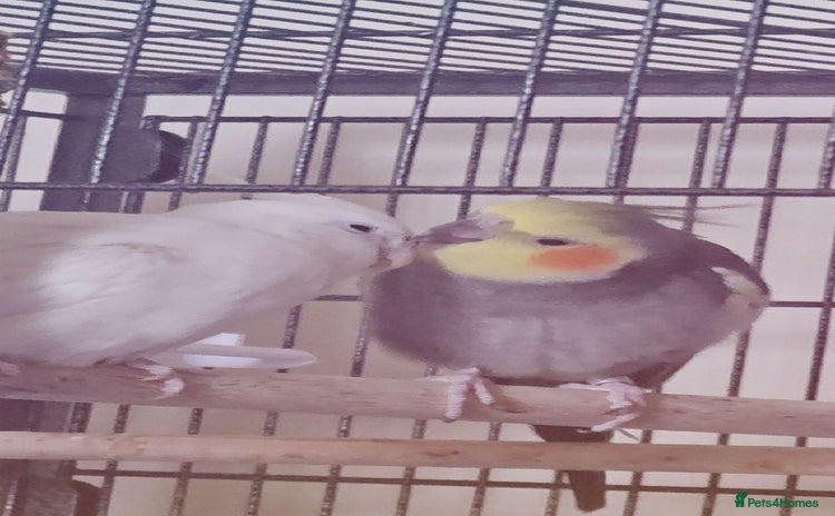 Cockatiels birds - Advert 1