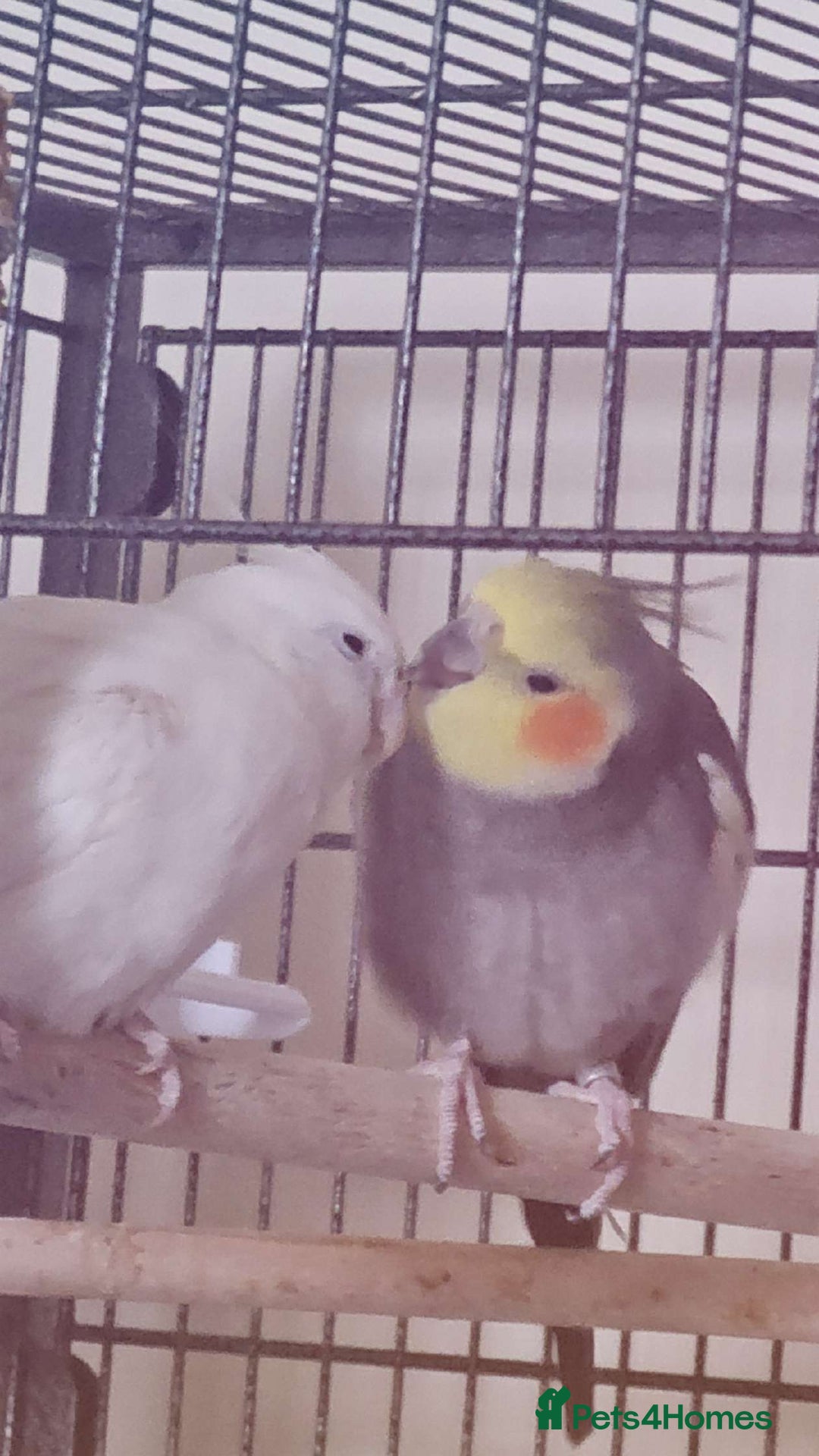Cockatiels birds for sale: My two lovely cocktails - Image 1