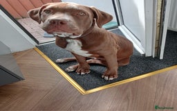 Mixed Breed dogs for sale: Malé  - Image 2