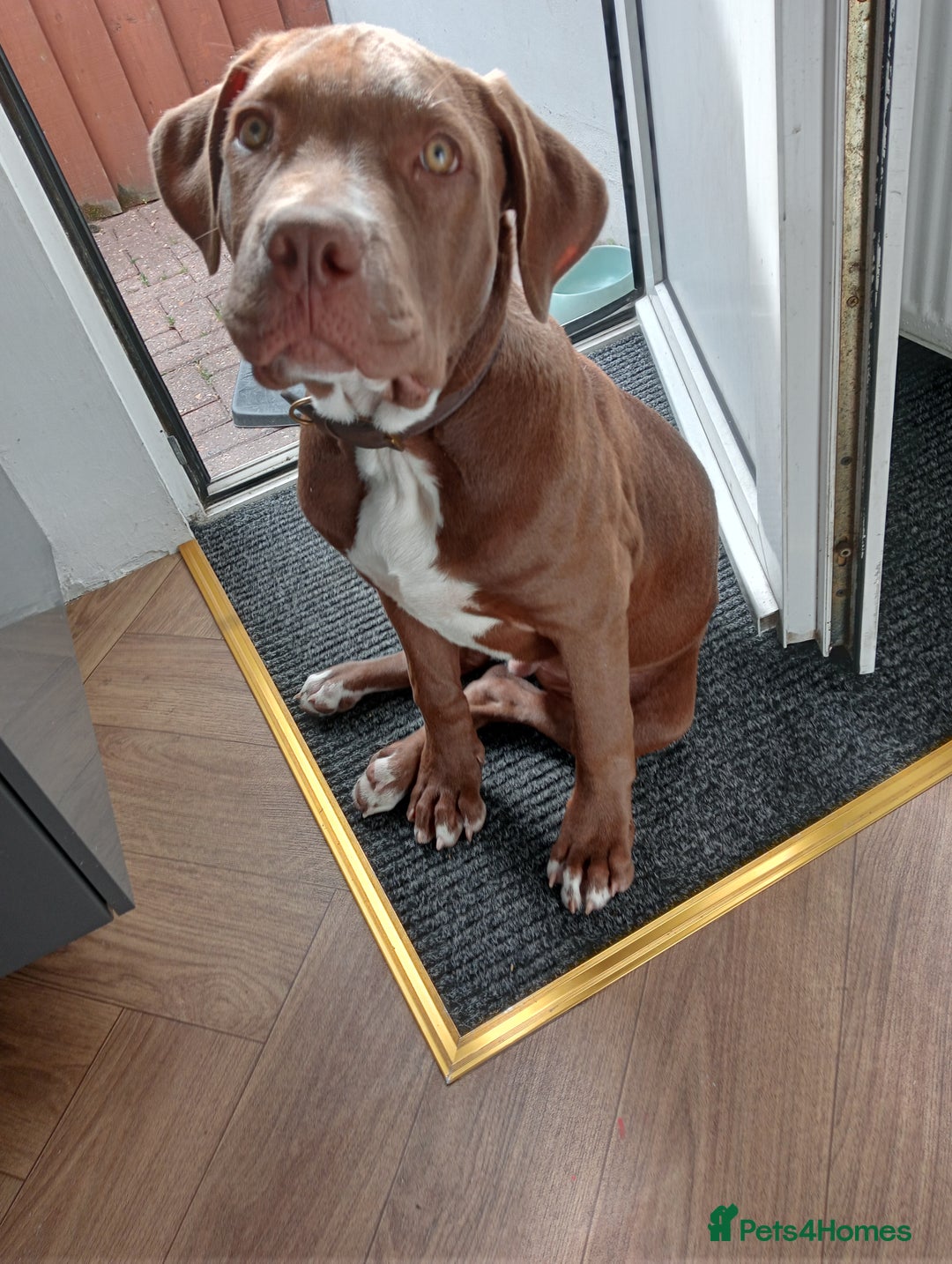 Mixed Breed dogs for sale: Malé  - Image 2