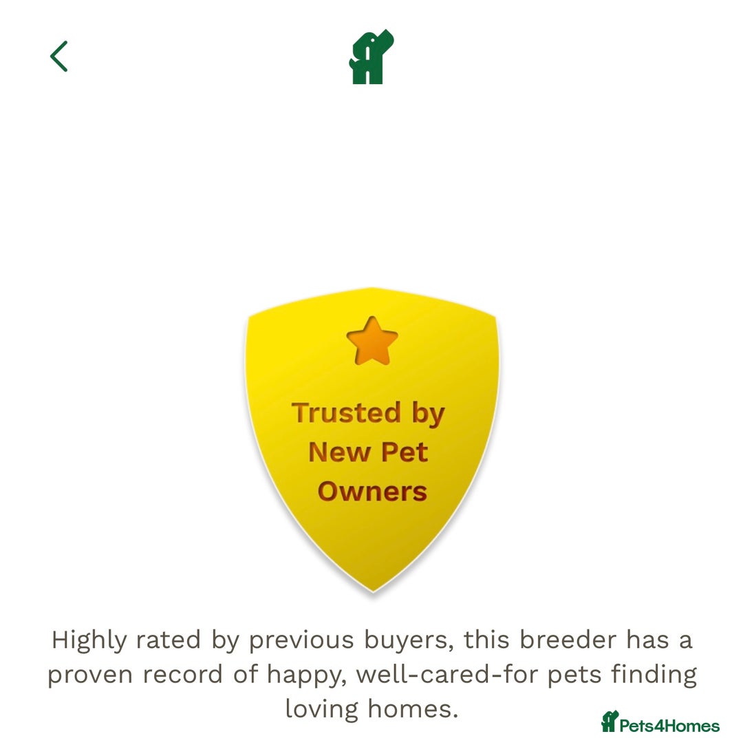 Cocker Spaniel dogs for sale: Beautiful Female Working Cocker Spaniels - Advert 13