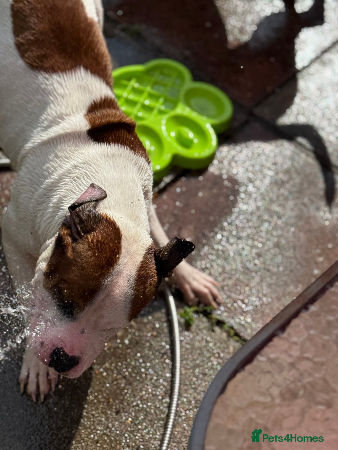 American Bull Staffy dogs for stud: Looking to stud - Image 17