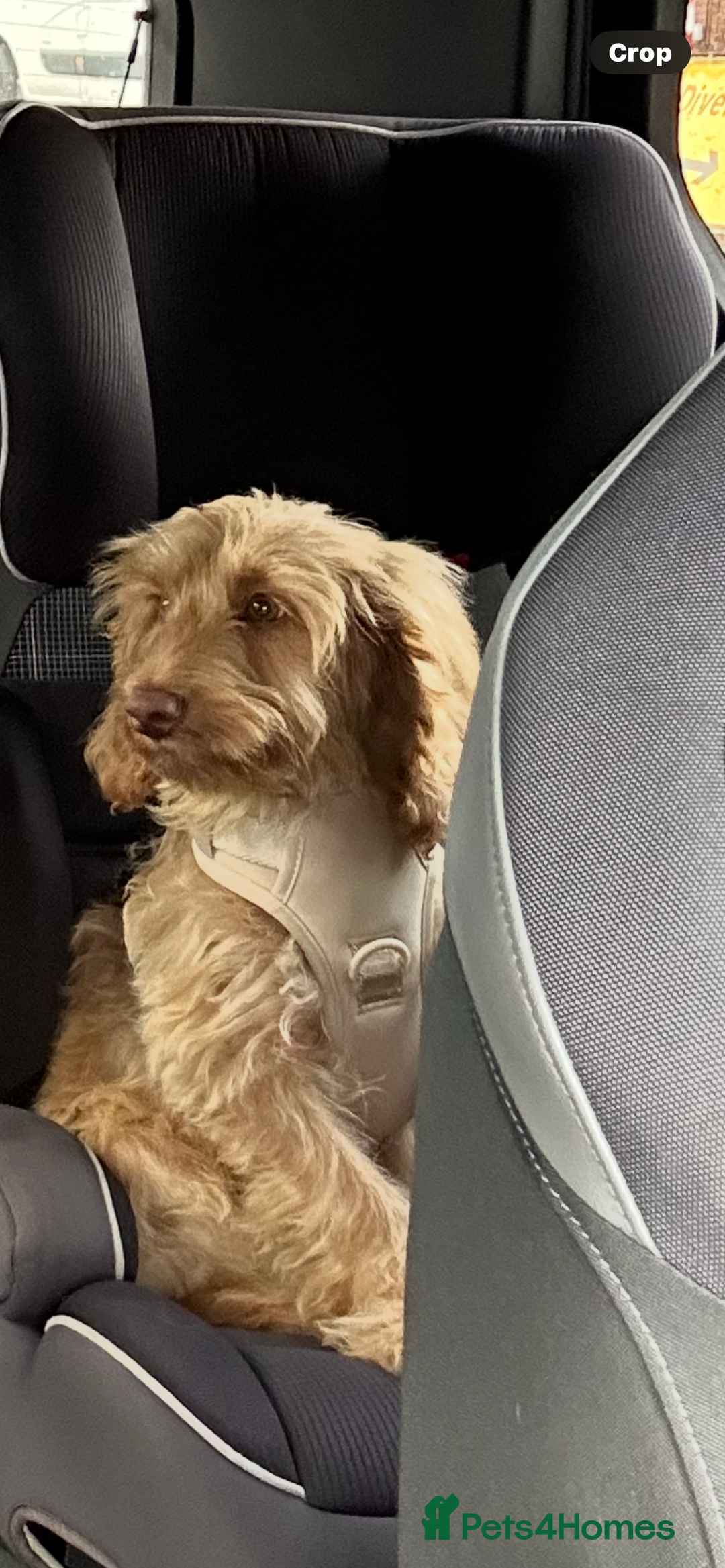 Cavapoo dogs for sale:  Cavapoo puppy  for re-homing - Advert 2