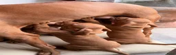 Hungarian Vizsla dogs for sale: Gorgeous Vizsla puppies (DOB18/4) 2 girls, 2 boys - Advert 4