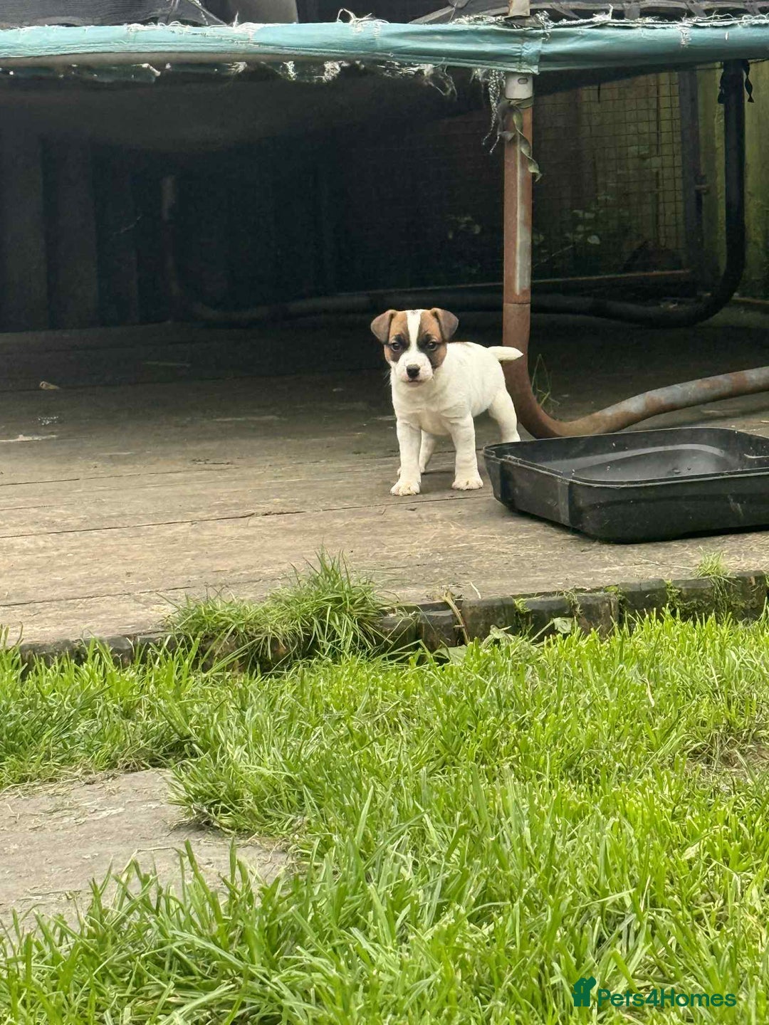 Jack Russell dogs for sale: Two lovely male Jack russel puppies  - Image 5