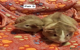 Guinea Pig rodents for sale: Bonded guinea pigs - Boars and Sows available  - Advert 5