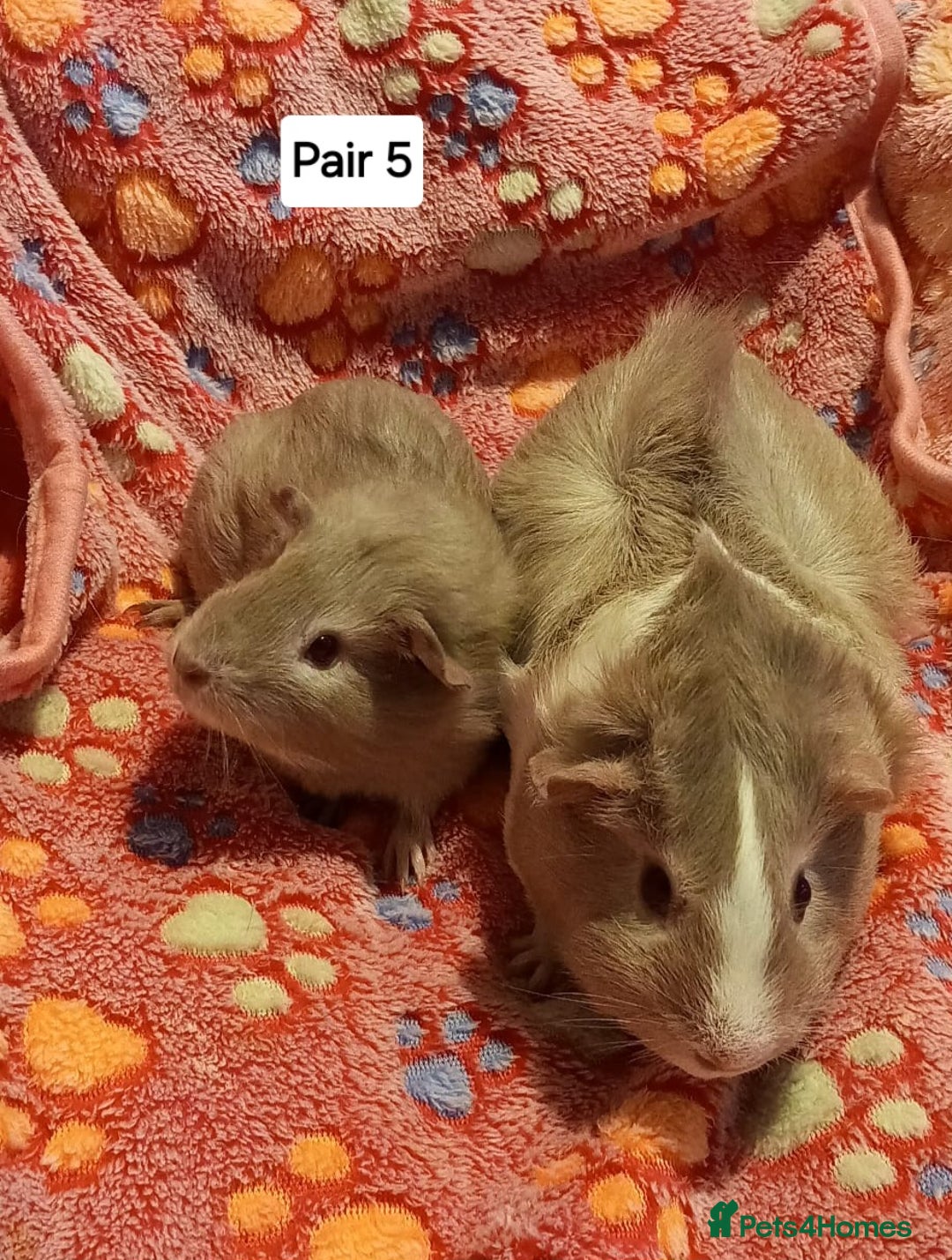 Guinea Pig rodents for sale: Bonded guinea pigs - Boars and Sows available  - Advert 5