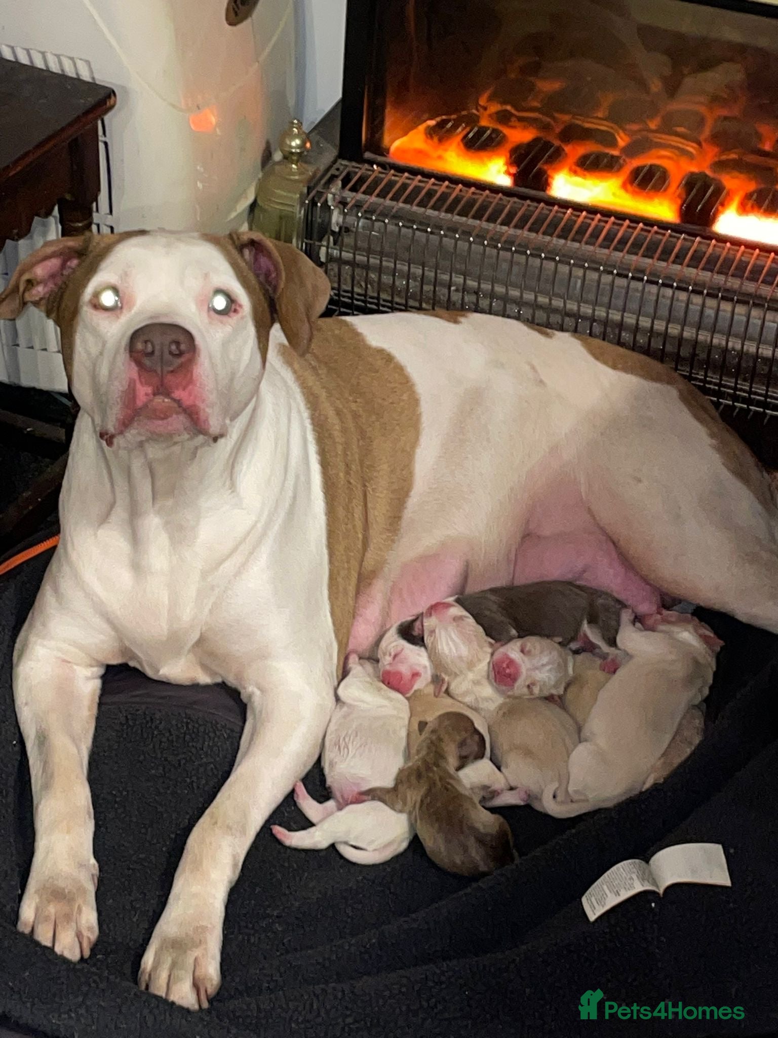 American Bull Staffy dogs Beautiful pups 4boys 2girls  **  Manchester - Advert 4