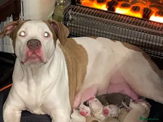American Bull Staffy dogs Beautiful pups 4boys 2girls ** Manchester - Advert 1