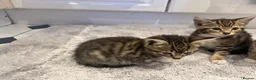 Mixed Breed cats for sale: Three beautiful kittens  - Advert 7