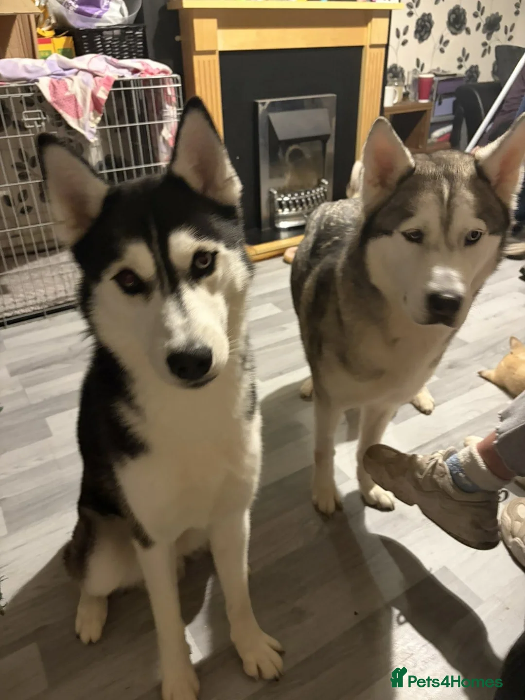 Siberian Husky dogs for sale: Siberian husky pups male - Advert 1