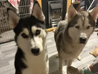 Siberian Husky dogs Siberian husky pups male - Advert 2