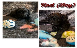 Mixed Breed dogs for sale: Cavapoochon puppies  - Image 10