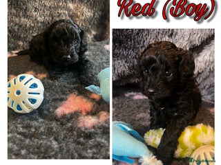 Mixed Breed dogs - Advert 16