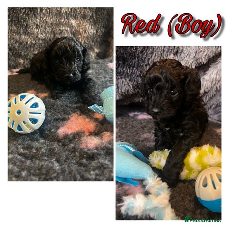 Mixed Breed dogs - Advert 15