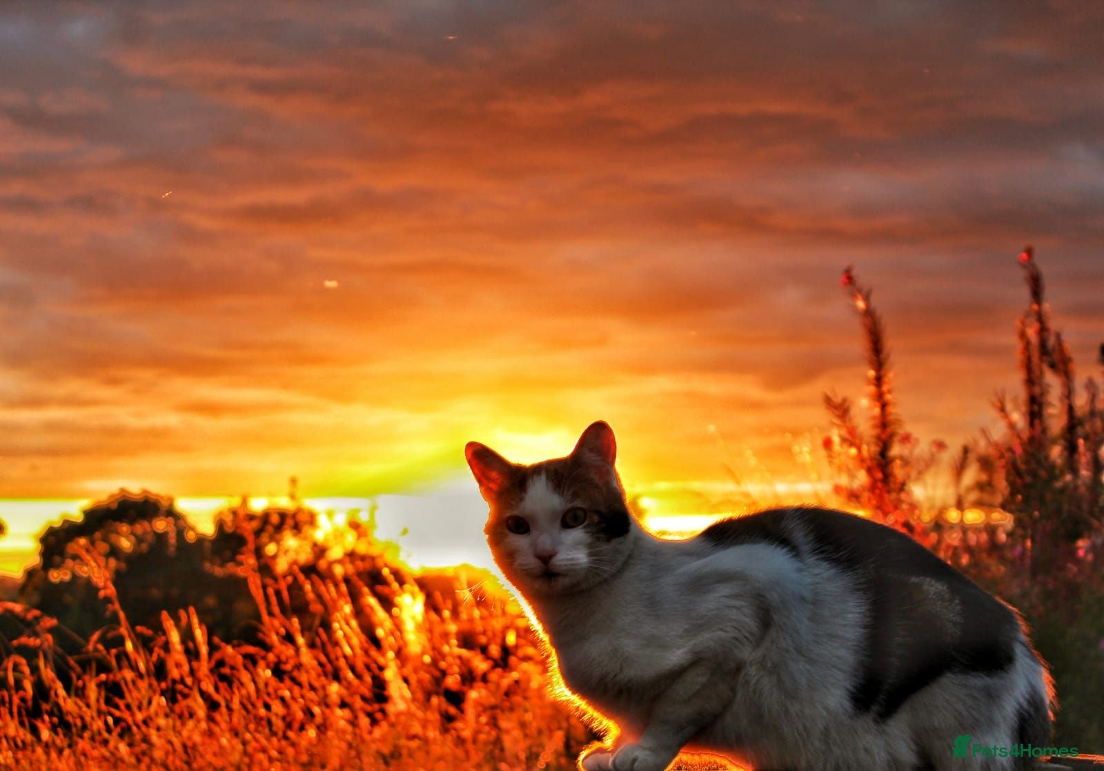 Domestic Shorthair cats Male semi feral cat - Advert 1