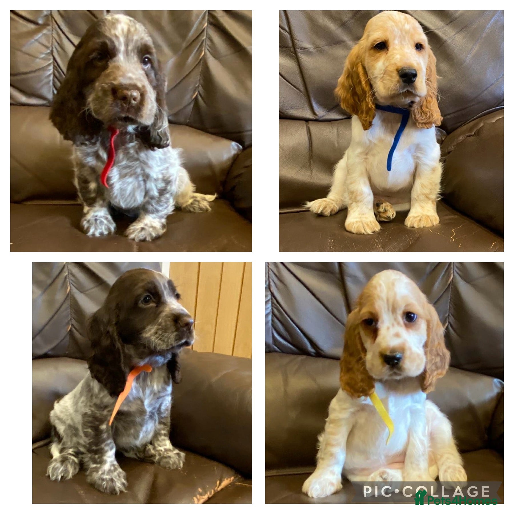 Cocker Spaniel dogs KC Registered Cocker Spaniel Pups For Sale - Advert 6