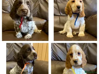 Cocker Spaniel dogs KC Registered Cocker Spaniel Pups For Sale - Advert 6