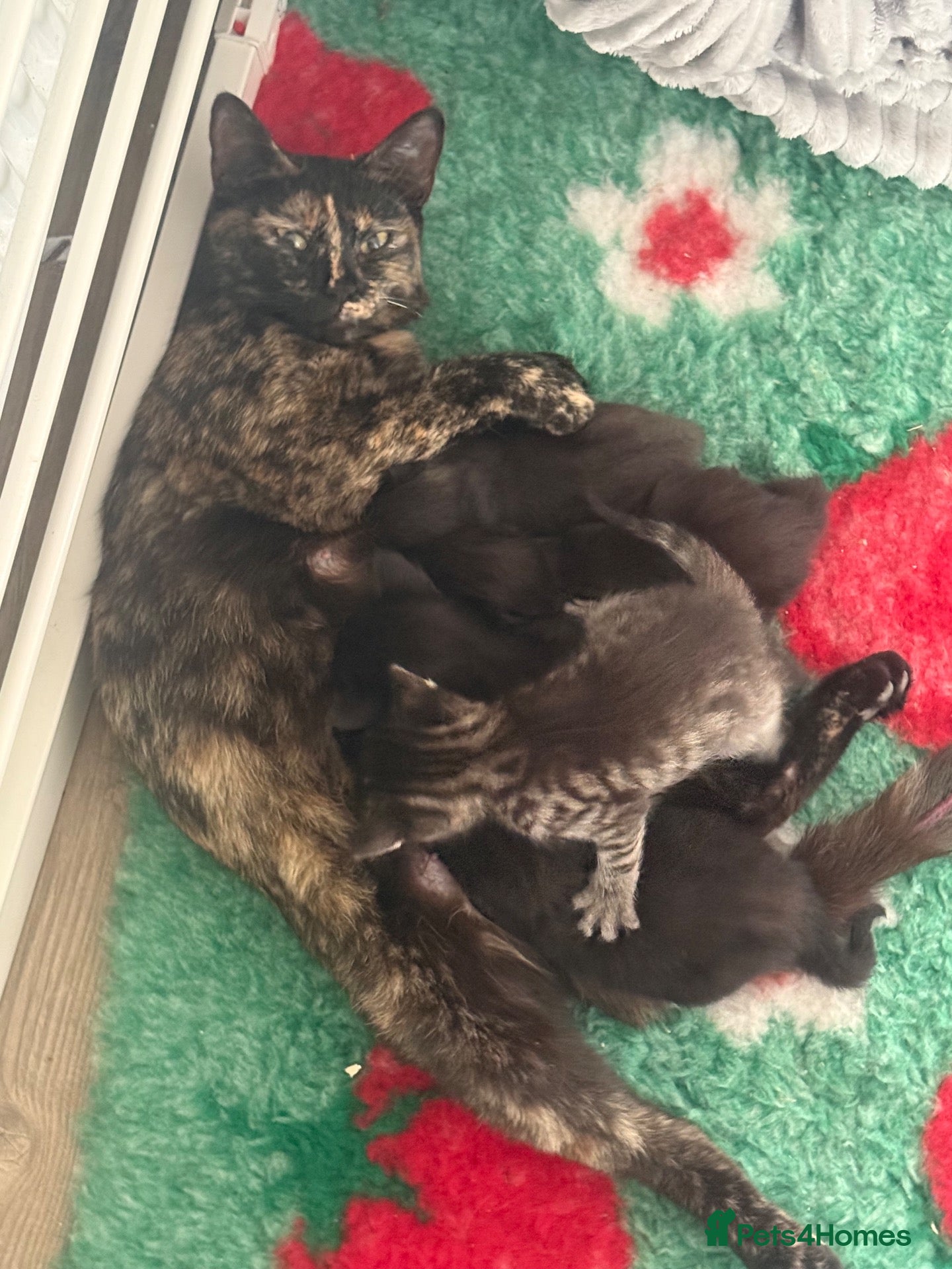 Domestic Shorthair cats Kittens - Advert 7
