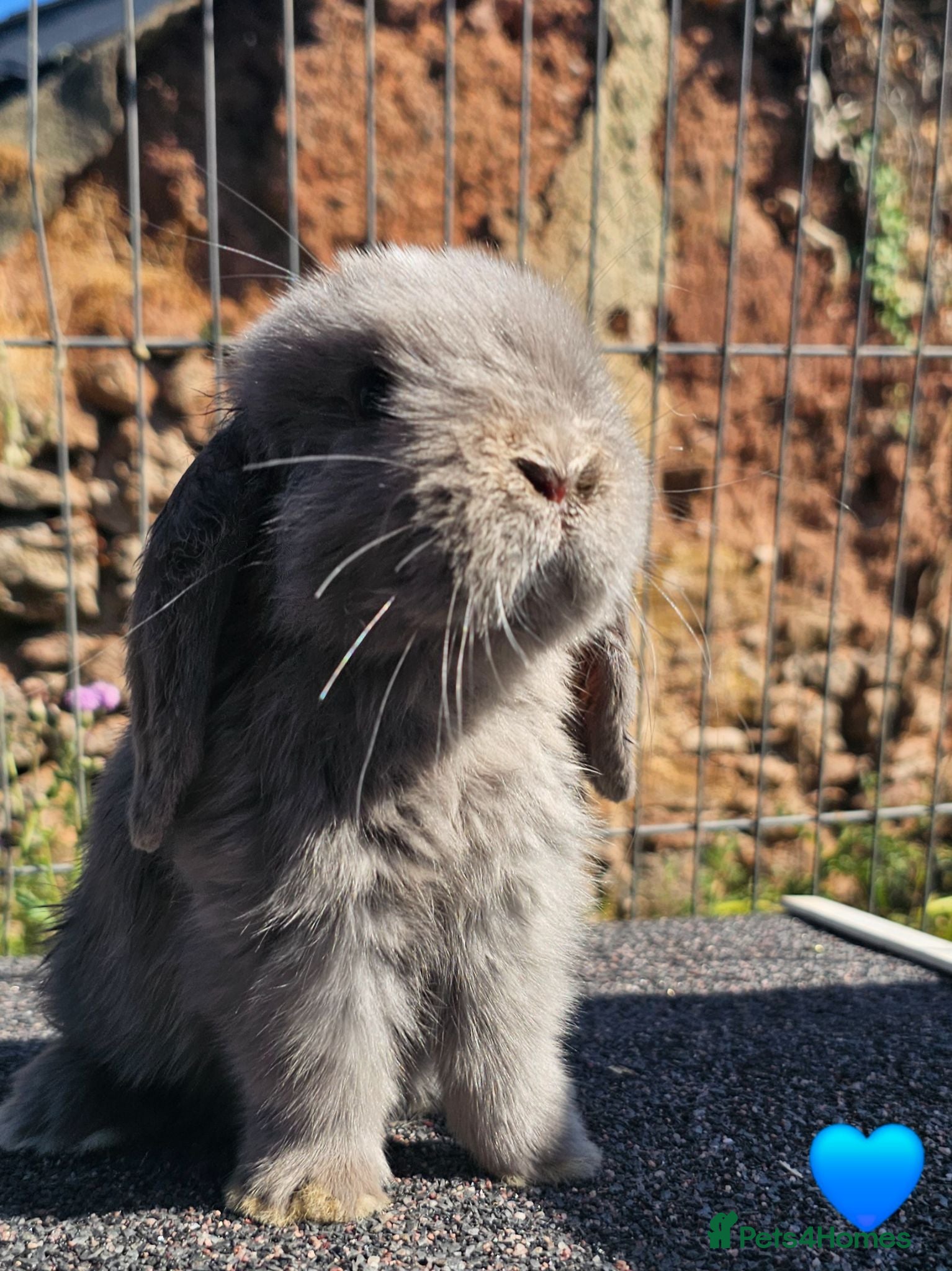 Mini Lop rabbits Vaccinated Mini Lops  - Advert 12