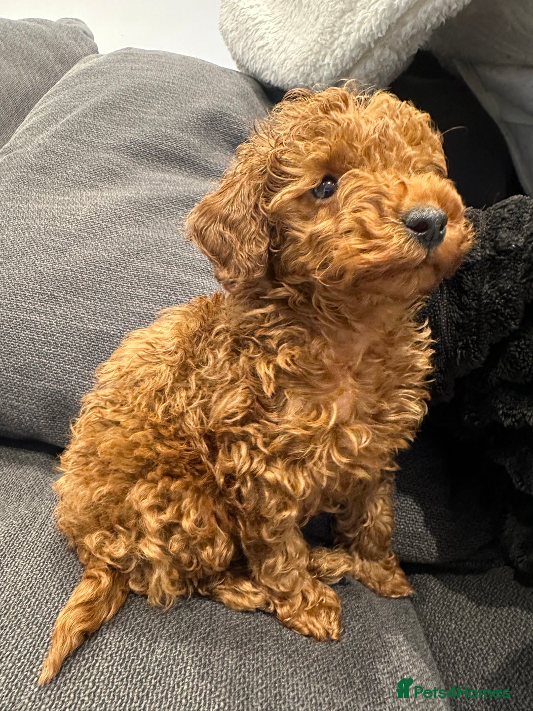 Toy Poodle dogs for sale: Deep red toy poodle  - Advert 5