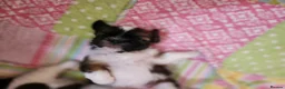 Shih Tzu dogs for sale: Providing SHIH TZU - Advert 3