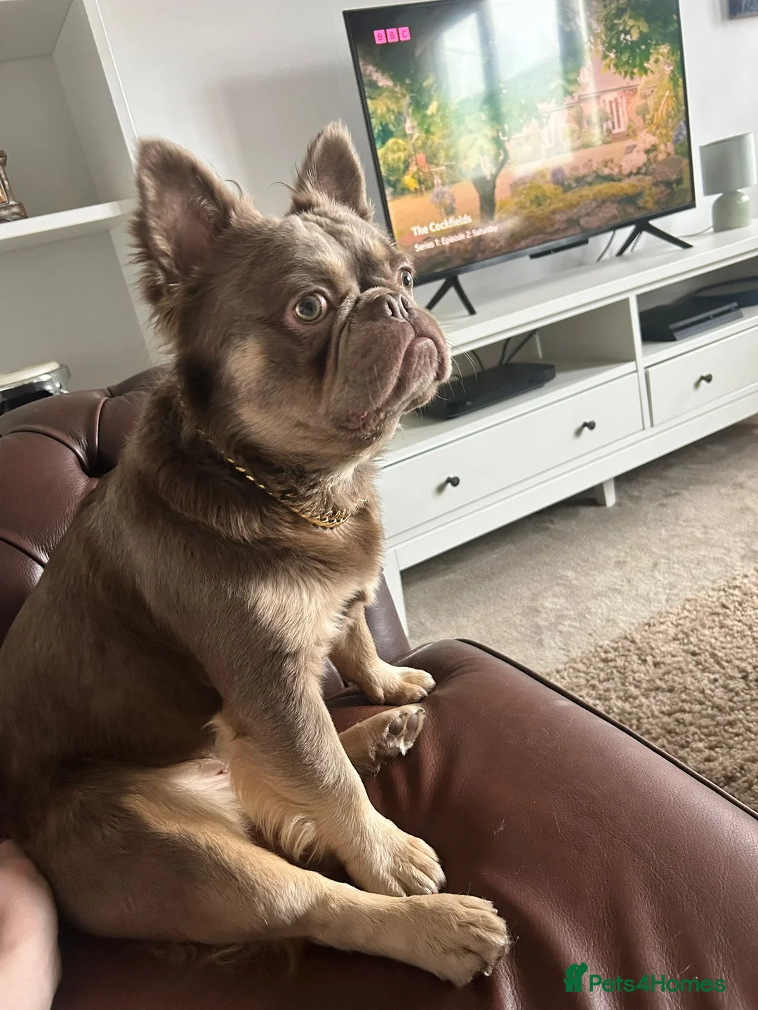 French Bulldog dogs for sale: French bull dog puppies - Advert 2