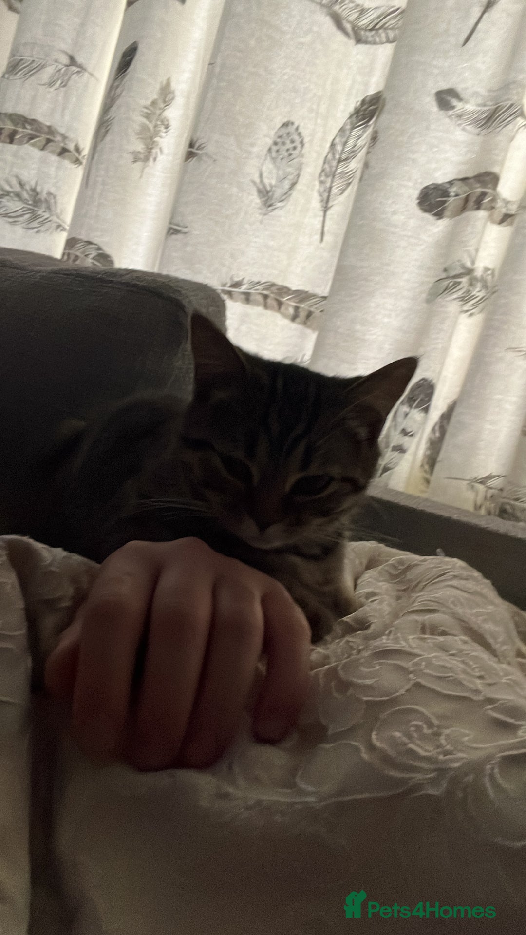 Bengal cats for sale: Nala  - Image 2