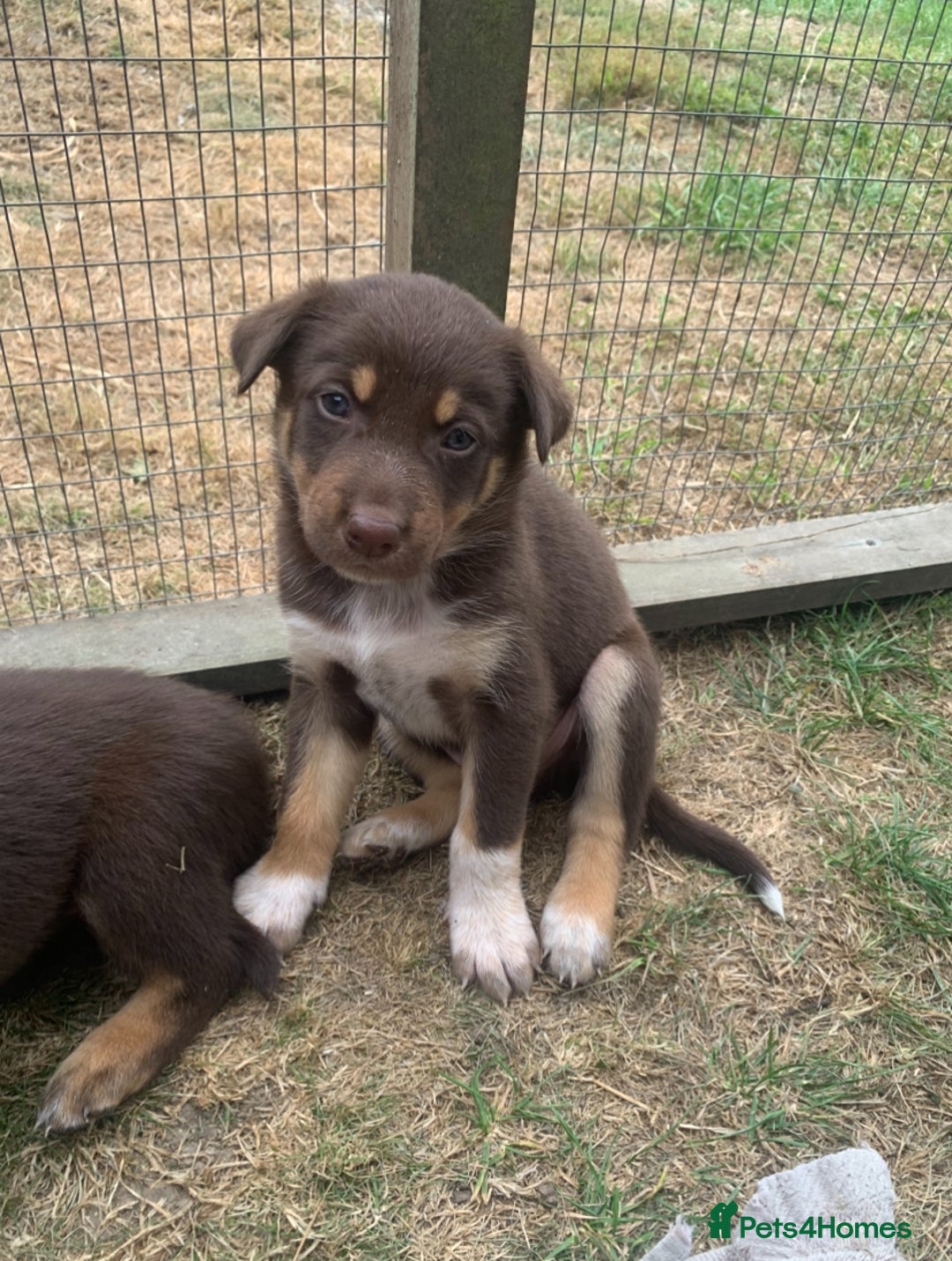 Australian Kelpie dogs for sale: Red kelpie puppy  - Image 1